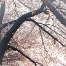 라이카 Q3 43 출사 후기, 안양천 벚꽃 명소 새벽 풍경 담아보기