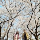 안양교도소 | 한적한 안양벚꽃명소. 안양교도소 벚꽃길. 주차정보. 벚꽃놀이 다녀오요~