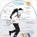 직립보행(Bipedalism) 그리고 바르게 걷기 이미지