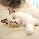 캣플헤븐 이미지