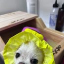 오늘도 예쁘개 이미지