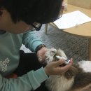 도그매니저 이미지