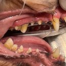 페이지동물병원 이미지