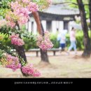 F100 | 강릉선교장 _ 배롱나무