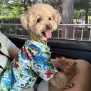 패션펫플 | [내돈내산 반려견 악세사리] 패션펫플 갈비의 스껄했던 여름휴가 번외편 (feat.강아지 금목걸이 리뷰)
