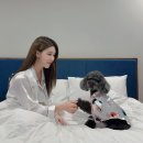 영무파라드 펜션 | 부산애견동반숙소 해운대호텔에서 즐기는 멍캉스! :: 영무파라드호텔(오션뷰 룸위치, 강아지 조식)