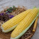 사기점농장 이미지