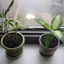 이화초등학교 이미지