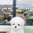 강아지분양 애견입양 아이러브독 포항점 | 강아지분양 애견입양 아이러브독 광주점