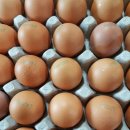 신성농장 이미지