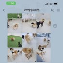 슬기로운 댕댕 유치원 이미지