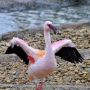 플라밍고 이미지