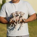 좋은켄넬 이미지