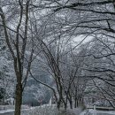 서울대공원 눈꽃 산책길 이미지