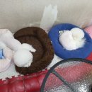 복실이네 애견 이미지