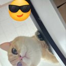 캣츠앤몬스터 이미지