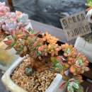 부용슈퍼 이미지