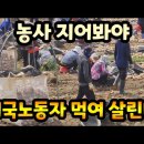 농촌 인력사무소 3개월 인건비로만 4800만원/ 농사 지어서 외국인 노동자 먹여 살린다 ♧ 양파 마늘 농사 인건비 이미지