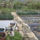 2025년 4월 20일(일) 고추, 대파, 오이, 방울토마토 등을 1차로 심는다. 이미지