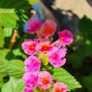 감천초교병설유치원 이미지