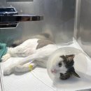 그루밍젤리 | [사료이슈] 원인불명 근육병증 고양이 치료 후기 기록