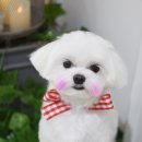 빛나펫살롱 이미지