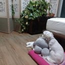 소리야네집 이미지