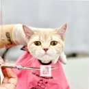 고양이무마취미용 고무미 | 부산고양이미용의 명가, 고양이무마취미용 무냥무냥 부산서면점 방문 후기