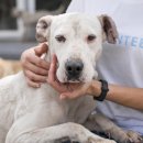 순진한 강아지 이미지