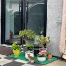 백오로/송학로/평창중앙로 | 2025년 7월 사진일기 <7월 대변동의 시간>