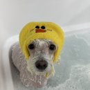 온레스트 그루밍 이미지