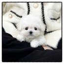 달펫샵 | 원주펫샵 후기 | 인생 첫 반려견, 진심이 느껴지는 곳이었어요