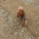 코코 반려견 호텔 이미지