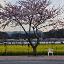 봄은 삼척👍🏻 삼척 맹방유채꽃축제/ 맹방벚꽃길 4월 후기 /주차장 /고선생화덕구이 삼척점/ 삼척 1박2일...