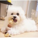 늘사랑동물병원 이미지