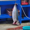 일오삼식당 | 하남수산물시장 방어 맛집 [일오삼수산] 방어회 내돈내산 후기｜오양식당 초장집에서 불금 먹방