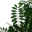 참죽나무 Toona sinensis (Juss.) M. Roem. 이미지