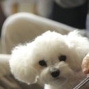 멍멍토리 이미지