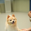 옐레드 애견유치원 & 애견호텔 광명점 | [강아지유치원비용] 현실적인 애견유치원창업, 옐레드 상담 후기