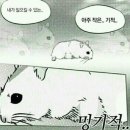 노코리카 이미지