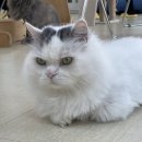 야옹이네 | [천안] 야옹이네 고양이 카페 천안직영점 방문 후기, 천안고양이카페, 두정동고양이카페, 키즈카페