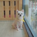 모모애견샵 이미지