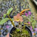 지일농장 이미지