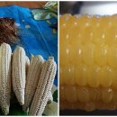 도장밭노래마을 이미지