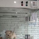 요기독 강아지분양 고양이분양 서울본점 | 1% 전문켄넬을 통해 직접 수의사가 반려견의 건강 상태를 확인하는 요기독 강아지분양 고양이분양 서울본점