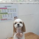 이쁘개 귀엽개 이미지