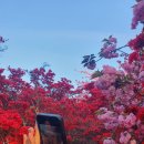 꽃동산어린이집 | 전주 완산 꽃동산의 봄 절경, 벚꽃과 철쭉이 선사하는 환상 여행
