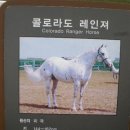코네마라 이미지