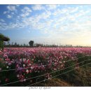 코스모스공원 이미지