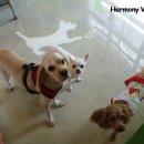 하모니동물병원 이미지